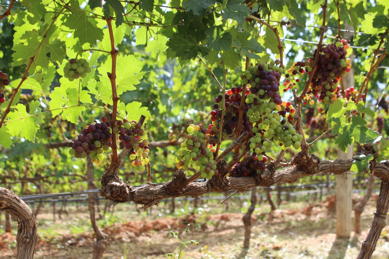 Viñedo en Chile — viticultura
